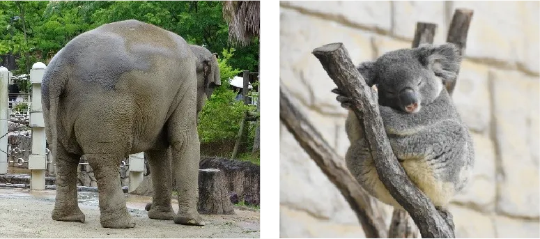 「くらべてみよう動物のウンチ」