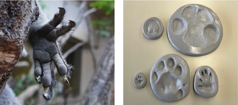 「足型からみる生物多様性」